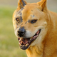Illustration for article titled Terminator Dog: he has come from the future to melt our hearts